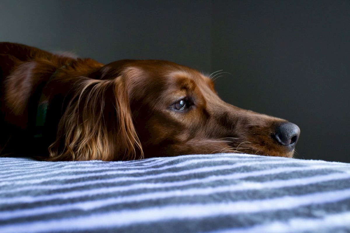 A brown dog is lying on a striped blanket, gazing thoughtfully into the distance with its head resting on the surface, in a dimly lit room.