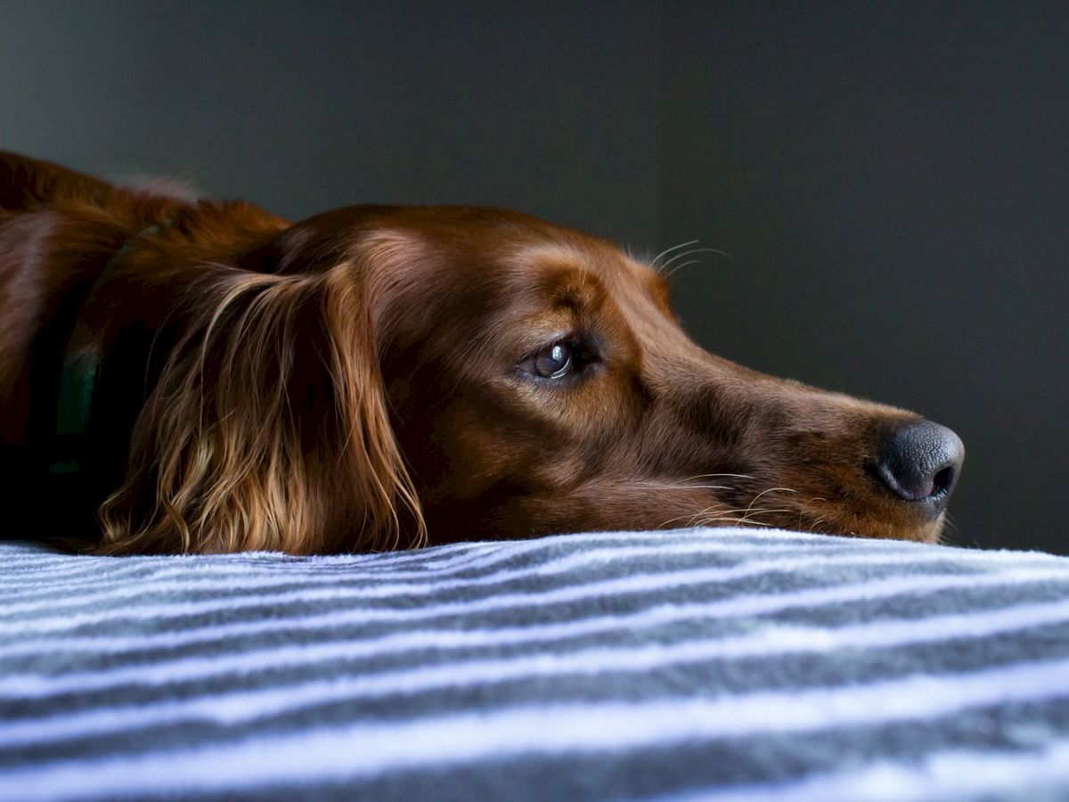 A brown dog with long ears rests its head on a striped surface, gazing off to the side.